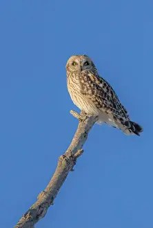 Short Eared Owl Prints: Short-eared owl perched in a tree hunting over a snow covered field in Canada