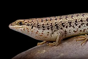 Short-necked Skink (Trachylepis brevicollis), Oman