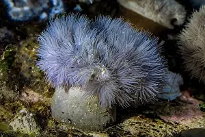 Anemone Prints: Short Plumose Amemone, Metridium dianthus