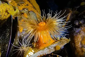 Frilled Anemone Prints: Short Plumose Anemone, Metridium dianthus