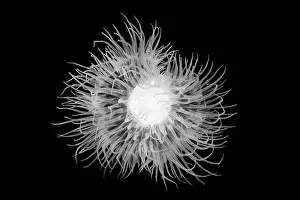 Seattle Prints: Short Plumose Anemone, Metridium dianthus