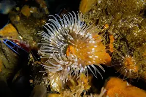 Seattle Prints: Short Plumose Anemone, Metridium dianthus