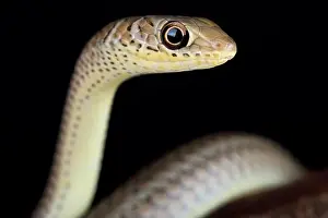 Mozambique Prints: The short-snouted grass snake (Psammophis brevirostris) is a fast moving
