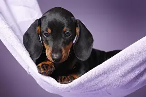 Lies Prints: shorthaired Dachshund Puppy