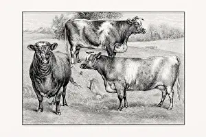 Shorthorn or Durham Cattle. Antique cattle illustration from an 1887 livestock book