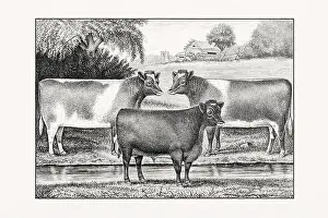 Livestock Art Prints: Shorthorn or Durham Cattle. Antique cattle illustration from an 1887 livestock book