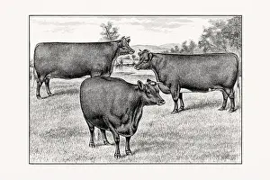 Livestock Art Prints: Shorthorn or Durham Cattle. Antique cattle illustration from an 1887 livestock book