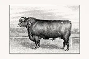 Livestock Art Prints: Shorthorn or Durham Cattle. Antique cattle illustration of a bull from an 1887 livestock book