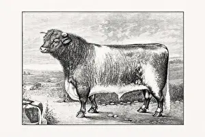Shorthorn or Durham Cattle. Antique cattle illustration of a bull from an 1887 livestock book
