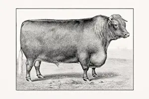 Shorthorn or Durham Cattle. Antique cattle illustration of a bull from an 1887 livestock book