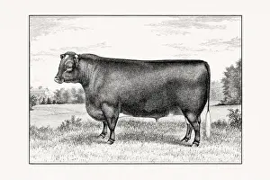Shorthorn or Durham Cattle. Antique cattle illustration of a bull from an 1887 livestock book