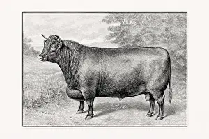 Livestock Art Prints: Shorthorn or Durham Cattle. Antique cattle illustration of a bull from an 1887 livestock book