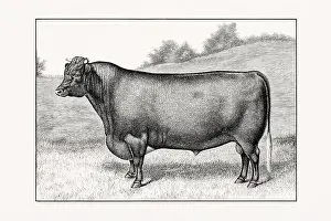 Livestock Art Prints: Shorthorn or Durham Cattle. Antique cattle illustration of a bull from an 1887 livestock book