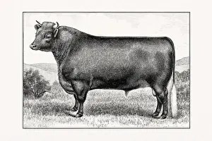 Livestock Art Prints: Shorthorn or Durham Cattle. Antique cattle illustration of a bull from an 1887 livestock book