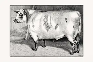 Shorthorn or Durham Cattle. Antique cattle illustration of a bull from an 1887 livestock book