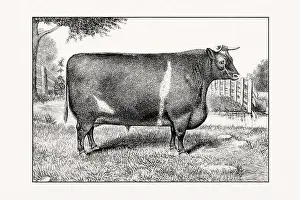 Livestock Art Prints: Shorthorn or Durham Cattle. Antique cattle illustration of a bull from an 1887 livestock book