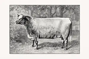 Livestock Art Prints: Shorthorn or Durham Cattle. Vintage cattle illustration of a cow from an 1887 livestock book