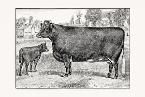 Livestock Art Prints: Shorthorn or Durham Cattle. Vintage cattle illustration of a cow from an 1887 livestock book