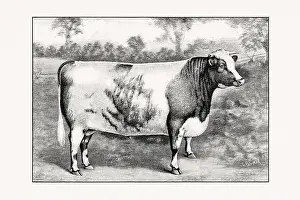 Livestock Art Prints: Shorthorn or Durham Cattle. Vintage cattle illustration of a cow from an 1887 livestock book