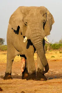 Botswana Prints: Front shot of an adult African Elephant bull with erected penis