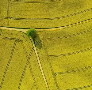 Room For Text Prints: Top down shot of a drone on a green tree which is surrounded by a wide field of beautiful blooming rapeseed oil plants
