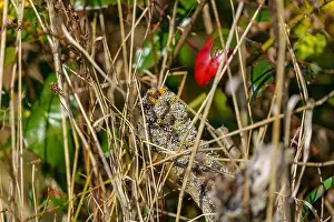 Forest Green Prints: A shot of insects in a natural habitat