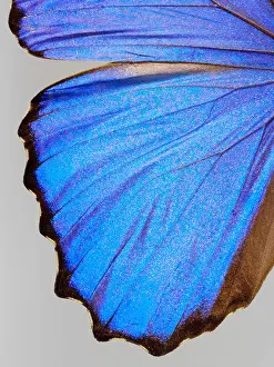 Wildlife Picture Prints: top shot plan extreme close up view of a Menelaus blue morpho (Morpho menelaus) butterfly