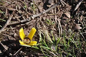 Forgotten Prints: Empty Shotgun Shell Looks Like a Yellow Flower on the Ground