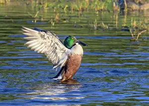 Preening Prints: Shoveler (Spatula clypeata) drake splashing wings after preening, Galveston, Texas, USA