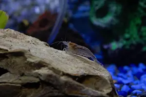 Shrimp Prints: Shrimp in the aquarium, blurred background