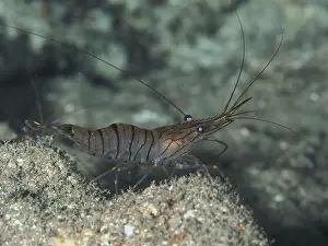 South France Prints: Shrimp with long antennae, saw shrimp