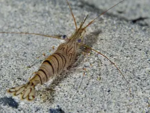 South France Prints: Shrimp with stripe pattern, saw shrimp
