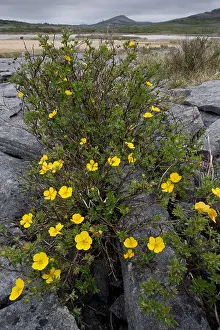 Eire Prints: Shrubby Cinquefoil, Potentilla fruticosa