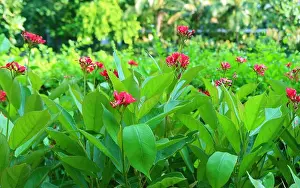 Blurred Background Prints: Shrubs of Vivid Color Peregrina Flowers Blooming in the Garden