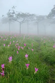 Tulip Prints: Siam Tulip in the mist, Pa Hin Ngam national park, Chaiyaphum, Thailand