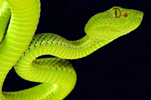 Siamese Peninsula Pitviper (Popeia fucata)