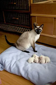 Cats Prints: siamese seal point cat with newly born kittens