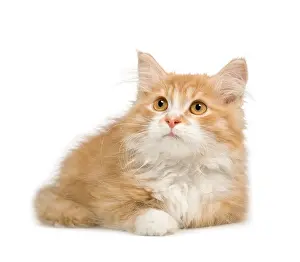 Lying Down Prints: Siberian cat 12 weeks in front of a white background