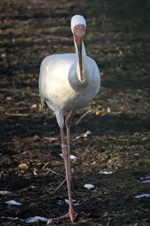 Yakutia Prints: Siberian crane (Grus leucogeranus), also known as the snow crane. Wildlife animal