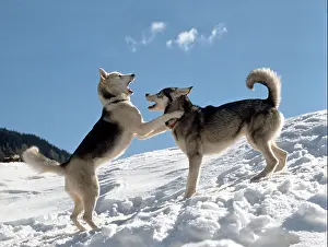 Siberian Prints: two Siberian Huskies - playing in snow