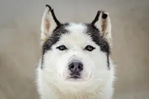 Siberian Prints: One Siberian Husky dog portrait with chewed ear