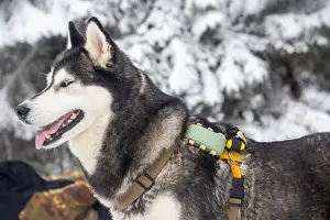 Canino Prints: A Siberian husky, with its iconic blue eyes and thick winter coat