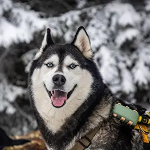 Canino Prints: A Siberian husky, with its iconic blue eyes and thick winter coat