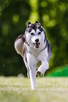 Thrill Prints: Siberian Husky running lure coursing dog sport in grass