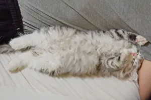 Whiskers Prints: Siberian kitten lies in the armpit