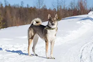 Hunting Dog Prints: Siberian Laika. Photo against the backdrop of a winter forest