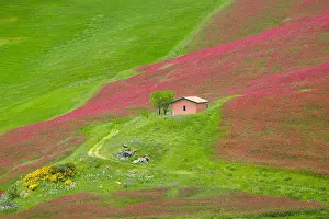 Sicily spring landscape with flowers and meadow in Central Sicily, Italy