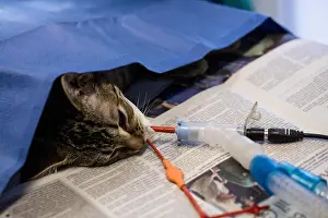 Unwell Prints: Sick cat on a iv drip