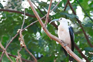 Posed Prints: Sickle-billed vanga (Falculea palliata) adult perched observing in the evening