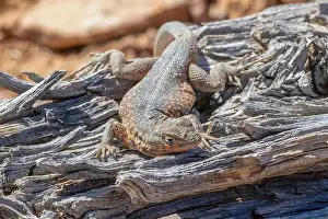 Southwest Usa Prints: Side-blotched lizard on the Fremont Gorge Trail, Capitol Reef National Park, Utah